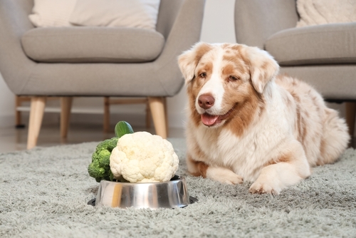 cachorro com couve-flor no pote - Assaí Atacadista - alimentos seguros para pets