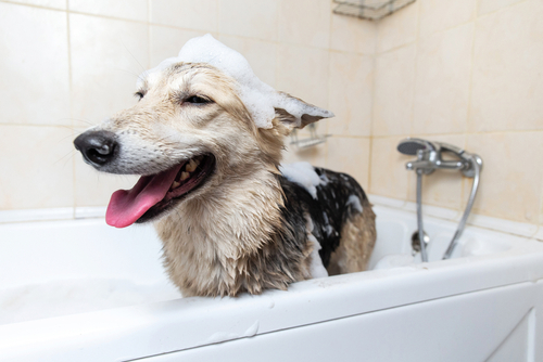 cachorro em uma banheira com sabão no corpo e língua pra fora - higiene para pet - Assaí Atacadista