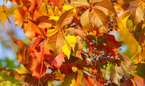 folhas de outono - assaí atacadista