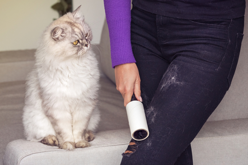 gato branco sério observando uma pessoa usar um rolo adesivo scotch-brite, para remover pelo de sua calla - Assaí Atacadista