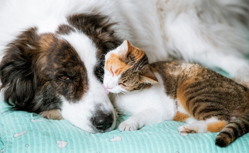 gato e cachorro deitados - Assaí Atacadista - animais abandonados