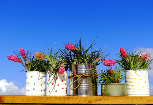 latas de metal personalizadas com plantas dentro - reutilizar embalagens - Assaí Atacadista