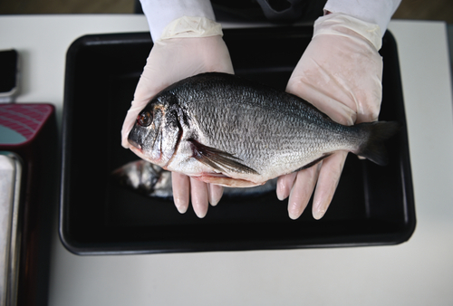 mãos segurando um peixe para a pascoa - assai atacadista