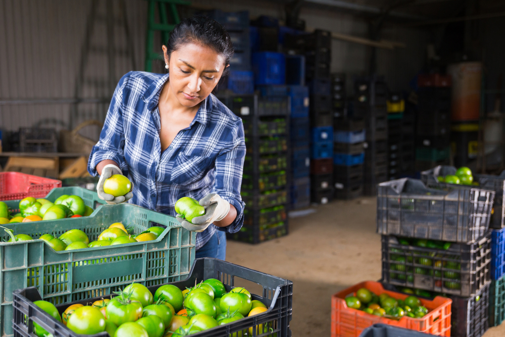 mulher segurando tomates em um armazém - estoque de alimentos - Assaí Atacadista