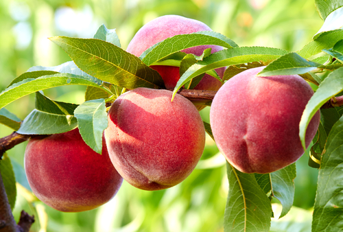 pêssegos no galho - frutas de verão - Assaí Atacadista - Dia de Hortifrúti