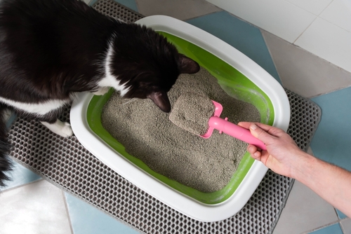 pessoa limpando uma caixa de areia com uma pá enquanto gato preto e branco observa - higiene para pet - Assaí Atacadista