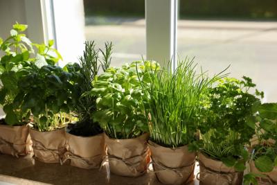 vasos com uma mini horta de temperos - Assaí Atacadista