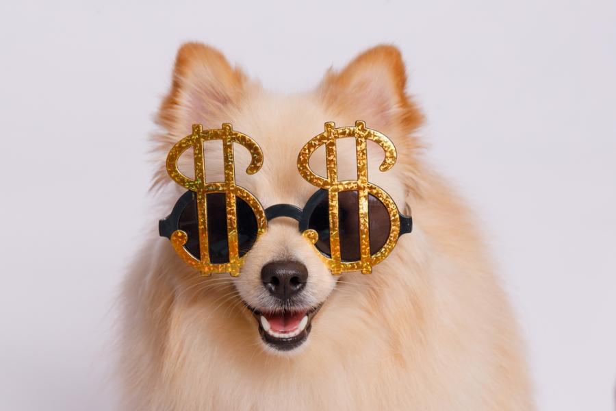 cachorro com óculos de cifras de dinheiro - economizar com pets - Assaí Atacadista
