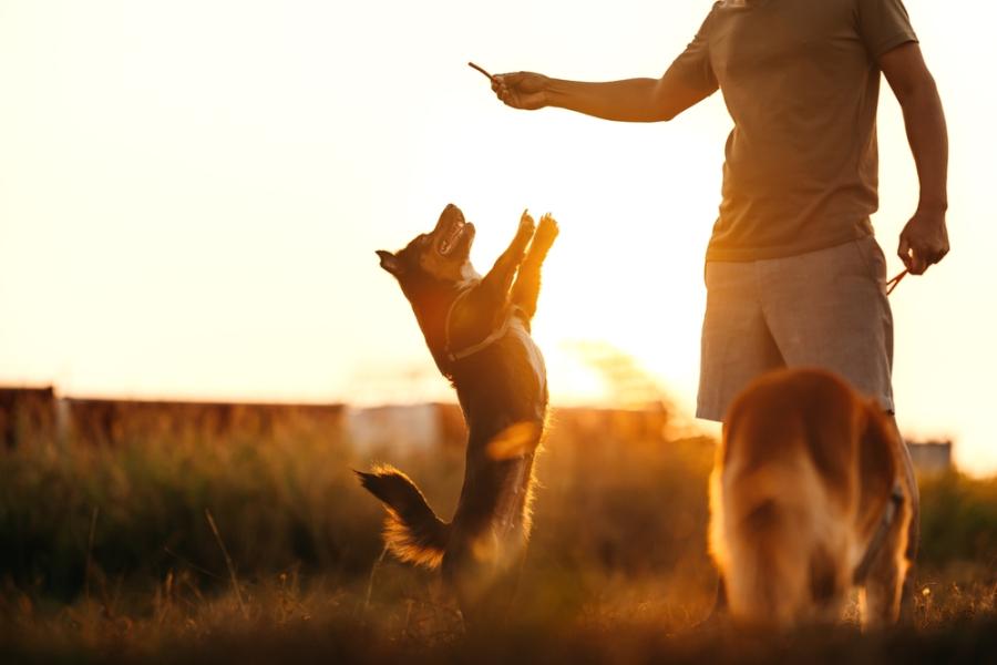 cachorro em duas patas olhando para um petisco na mão de uma pessoa no por do sol - petiscos para pets - Assaí Atacadista