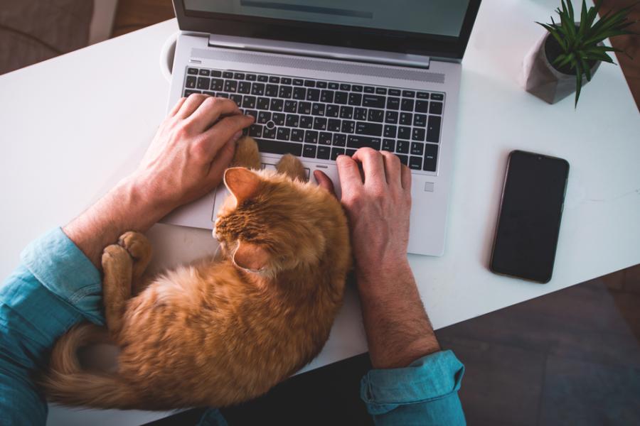 gato laranja deitado no notebook - mercado pet - Assaí Atacadista