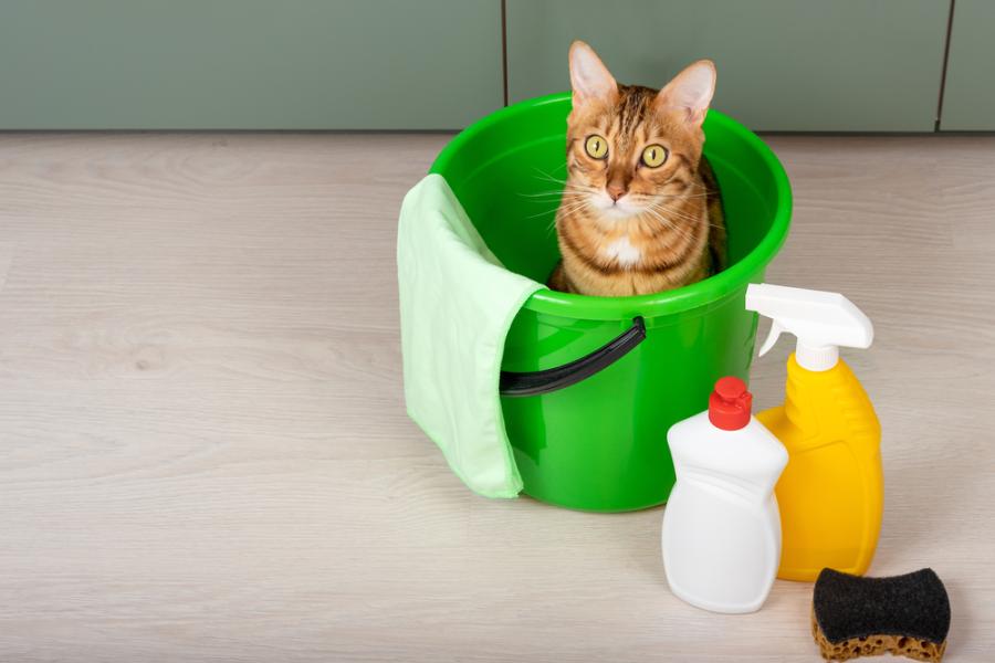 gato laranja em um balde verde com produtos de limpeza ao lado - higiene para pets - Assaí Atacadista