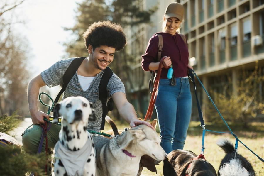 jovens felizes passeando com cães - Assaí Atacadista - pet sitter