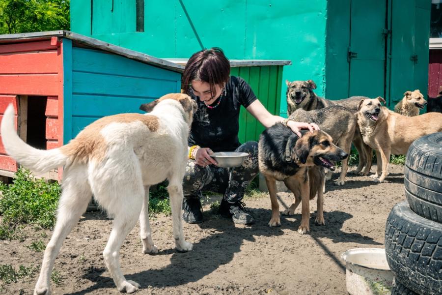 pessoa branca brincando com cachorros em um abrigo - Assaí Atacadista - animal abandonado