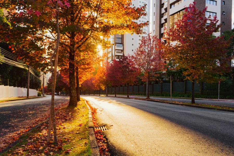 rua com árvores laranjas de outono - Assaí Atacadista