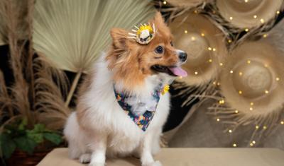cachorro com decoração de festa junina - São João Pet - Assaí Atacadista