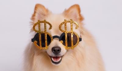 cachorro com óculos de cifras de dinheiro - economizar com pets - Assaí Atacadista