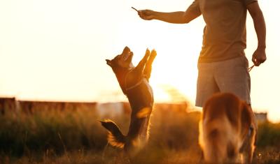 cachorro em duas patas olhando para um petisco na mão de uma pessoa no por do sol - petiscos para pets - Assaí Atacadista