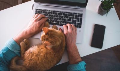 gato laranja deitado no notebook - mercado pet - Assaí Atacadista