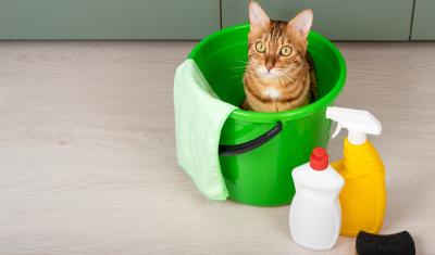 gato laranja em um balde verde com produtos de limpeza ao lado - higiene para pets - Assaí Atacadista
