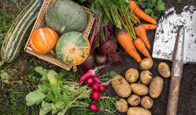 legumes e verduras de inverno no campo - Assaí Atacacdista