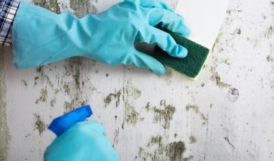 mãos com luvas azuis passando uma esponja em uma parede com mofo e bolor - Assaí Atacadista