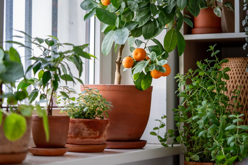 vasos com plantas e um miniárvore com frutos - o que fazer no verão - Assaí Atacadista